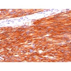 CD117(C117/370), CF568 conjugate, 0.1mg/mL