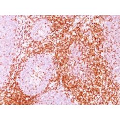 CD6(C6/372), CF568 conjugate, 0.1mg/mL
