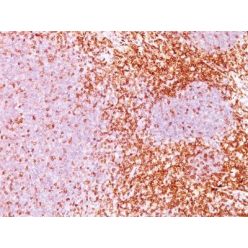 CD6(3F7B5), CF568 conjugate, 0.1mg/mL
