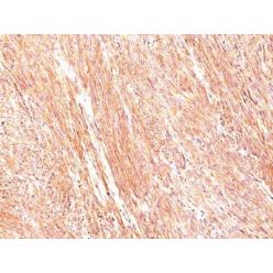DOG-1(DG1/447), CF568 conjugate, 0.1mg/mL