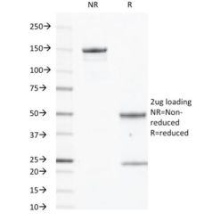 EGFR(GFR450), CF568 conjugate, 0.1mg/mL