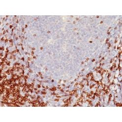 CD5(C5/473), CF568 conjugate, 0.1mg/mL
