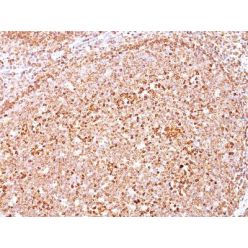 CD79a(HM47/A9), CF568 conjugate, 0.1mg/mL