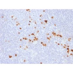 Human IgG (Immunoglobulin Gamma Heavy Chain) (B-Cell Marker) (IG507R),  CF568 conjugate, 0.1mg/mL