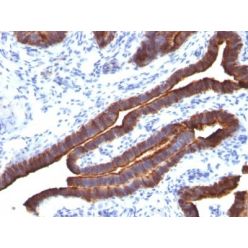 Mucin 1 / EMA / Episialin / CD227(MUC1/520), CF568 conjugate, 0.1mg/mL