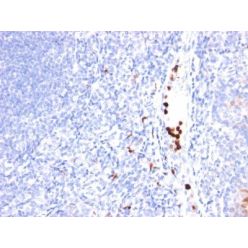 CD2(LFA2/600), CF568 conjugate, 0.1mg/mL