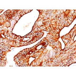 Cytokeratin 8(TS1), CF568 conjugate, 0.1mg/mL