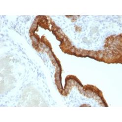 Mucin 1 / EMA / Episialin / CD227(VU-2G7), CF568 conjugate, 0.1mg/mL