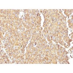 Chromogranin A(LK2H10), CF568 conjugate, 0.1mg/mL