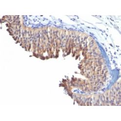 Cytokeratin 10(LH2), CF568 conjugate, 0.1mg/mL