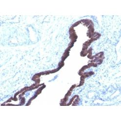 Cytokeratin 8/18(K8.8 + DC10), CF568 conjugate, 0.1mg/mL