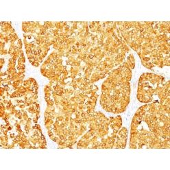 MART-1 / Melan-A(M2-7C10 + M2-9E3), CF568 conjugate, 0.1mg/mL