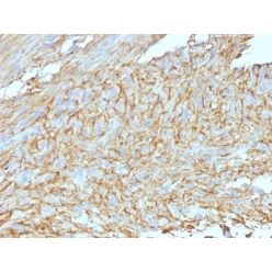 DOG-1(DG1/447 + DOG1.1), CF568 conjugate, 0.1mg/mL