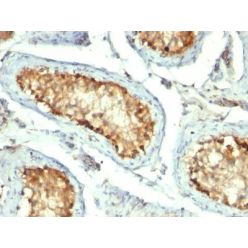 HSP60(GROEL/730), CF568 conjugate, 0.1mg/mL