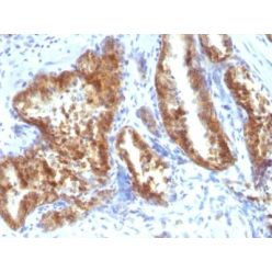 AMACR / p504S(Rabbit PAb), CF568 conjugate, 0.1mg/mL