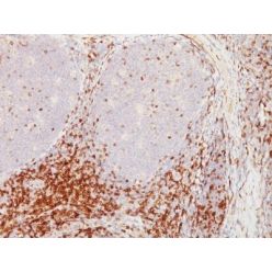CD5(CD5/54/F6), CF568 conjugate, 0.1mg/mL