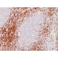 CD5(C5/473 + CD5/54/F6), CF568 conjugate, 0.1mg/mL