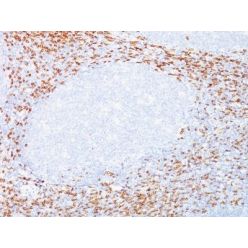 CD8(C8/468 + C8/144B), CF568 conjugate, 0.1mg/mL