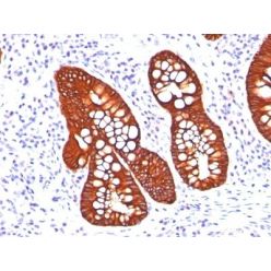 Cytokeratin 19(A53-B/A2.26 + BA17), CF568 conjugate, 0.1mg/mL