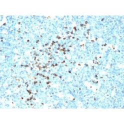 Human IgM Immunoglobulin(DA4-4), CF568 conjugate, 0.1mg/mL