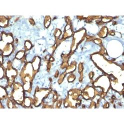 CD34(HPCA1/763), CF568 conjugate, 0.1mg/mL