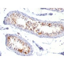 MART-1 / Melan-A(MLANA/788), CF568 conjugate, 0.1mg/mL