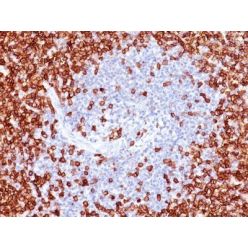 CD45RO(T200/797), CF568 conjugate, 0.1mg/mL