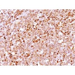 CD79a(JCB117 + HM47/A9), CF568 conjugate, 0.1mg/mL