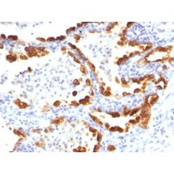 Cytokeratin 18(KRT18/835), CF568 conjugate, 0.1mg/mL