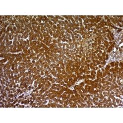 Glypican-3(GPC3/863), CF568 conjugate, 0.1mg/mL