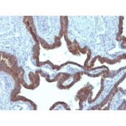 Cytokeratin 7(KRT7/903), CF568 conjugate, 0.1mg/mL