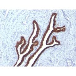 Cytokeratin 7(KRT7/760 + KRT7/903), CF568 conjugate, 0.1mg/mL