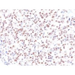 MiTF (Microphthalmia Transcription Factor)(MITF/915), CF568 conjugate, 0.1mg/mL