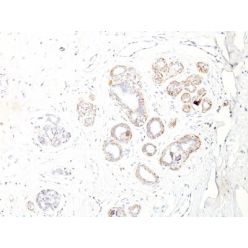 Myosin, Smooth Muscle Heavy Chain(ID8), CF568 conjugate, 0.1mg/mL