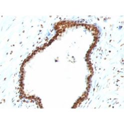Double Stranded DNA (dsDNA)(121-3), CF568 conjugate, 0.1mg/mL
