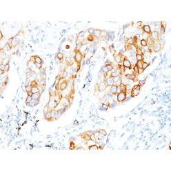 Cytokeratin 7/17(C-46),  CF568 conjugate, 0.1mg/mL