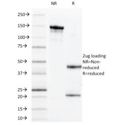 MUC1 / CA15-3 / EMA / CD227 (Epithelial Marker)(VU-11D1),  CF568 conjugate, 0.1mg/mL
