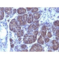 GLG1 (Golgi Complex)(GLG1/970), CF568 conjugate, 0.1mg/mL