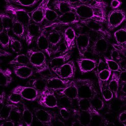 Cytokeratin, pan (Cocktail PAN-CK), CF568 conjugate, 0.1mg/mL