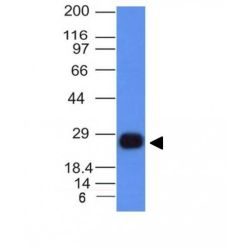 HLA-DRB(HLA-DRB/1067), CF568 conjugate, 0.1mg/mL