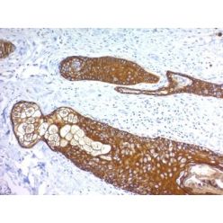 Cytokeratin, HMW(KRTH/1076), CF568 conjugate, 0.1mg/mL