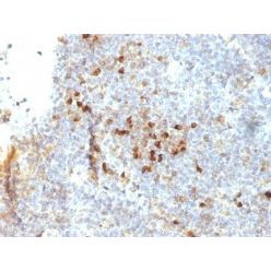 MHC II (HLA-DRA)(19-26.1), CF568 conjugate, 0.1mg/mL