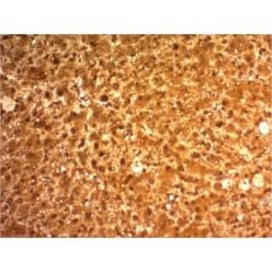 Biotium BNC681126-100, Arginase 1 (Hepatocellular Carcinoma Marker) (ARG1/1126) , CF568 conjugate, 0.1mg/mL