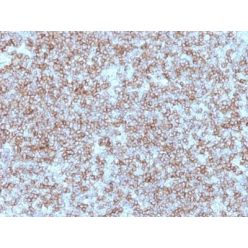 MHC II (HLA-DP) (beta chain)(Bra-14), CF568 conjugate, 0.1mg/mL