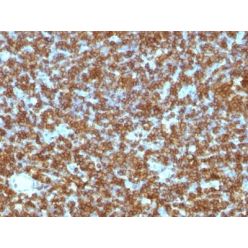 CD45RA(PTPRC/1131), CF568 conjugate, 0.1mg/mL