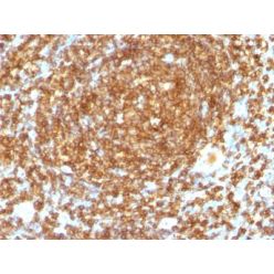 CD45RB(PTPRC/1132), CF568 conjugate, 0.1mg/mL
