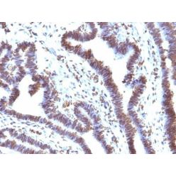 EMI1(EMI1/1176), CF568 conjugate, 0.1mg/mL