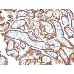 EGFR(GFR1195 + 31G7), CF568 conjugate, 0.1mg/mL