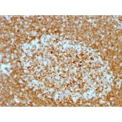 CD74(LN-2 + CLIP/813), CF568 conjugate, 0.1mg/mL