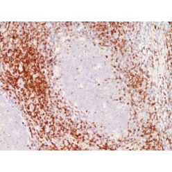 CD6(C6/372 + 3F7B5), CF568 conjugate, 0.1mg/mL